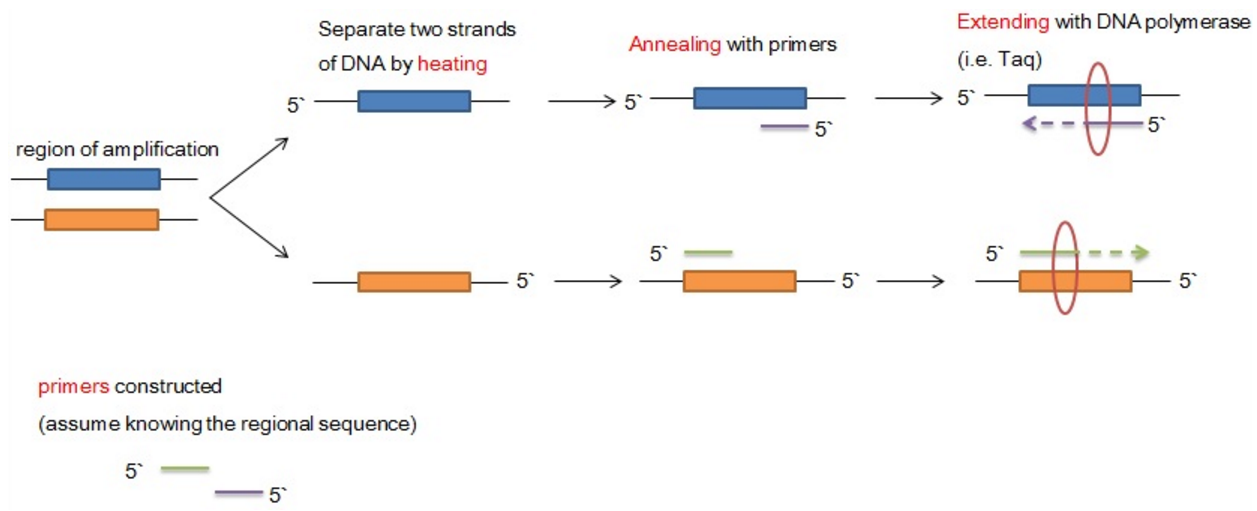 Pcr Bio PCR : Amplifying DNA · Bio-informatics and Computational biology (Moved ...